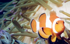 clown fish image