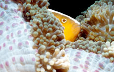 clown fish image